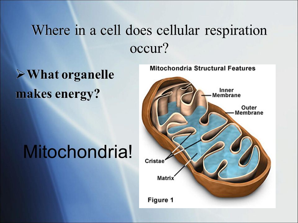 Cellular Respiration Cellular Respiration What Does It Do Uses Glucose To Create Atp How Do Plants Get Glucose Make It Themselves Autotroph How Ppt Download
