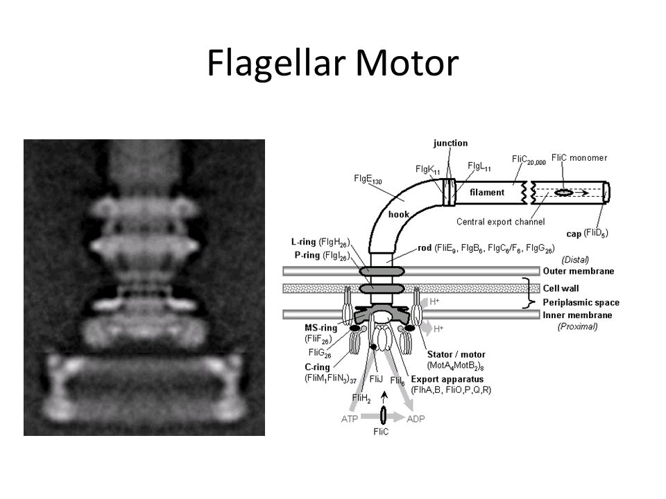 Flagellar Motor