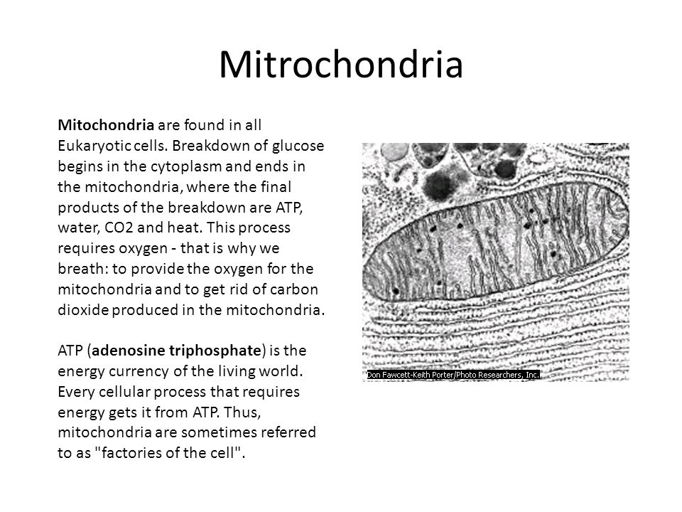 Mitrochondria Mitochondria are found in all Eukaryotic cells.