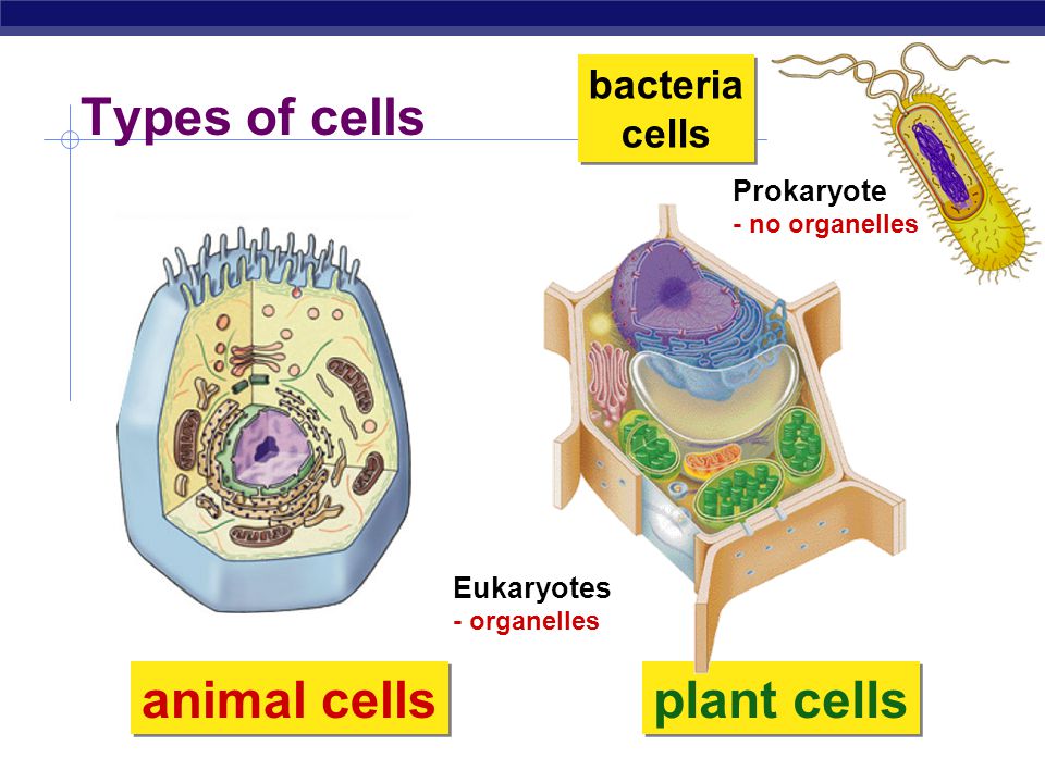 plant animal and bacterial cell diagram wiring diagram and plant animal and bacterial cell venn diagram