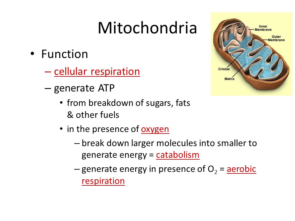 Mitochondria Are In Both Cells Animal Cells Plant Cells Mitochondria Chloroplast Ppt Download