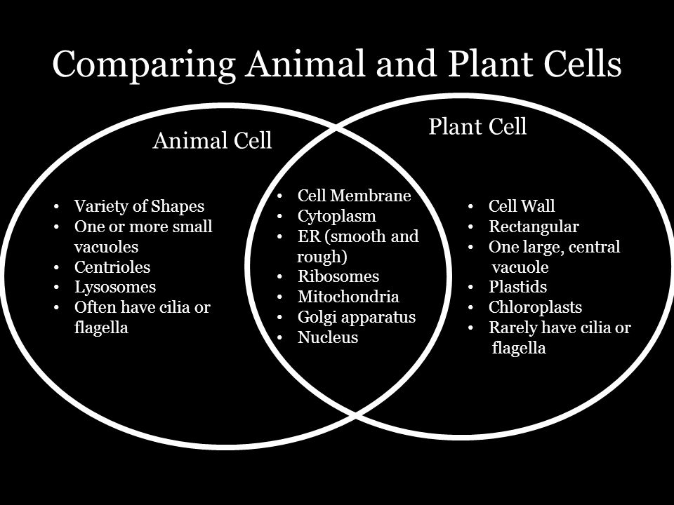 Cells: Plants and Animals.  of Cells  Between Plant  and Animal Cells  Organization within the Body  Overview  Cells: - ppt download