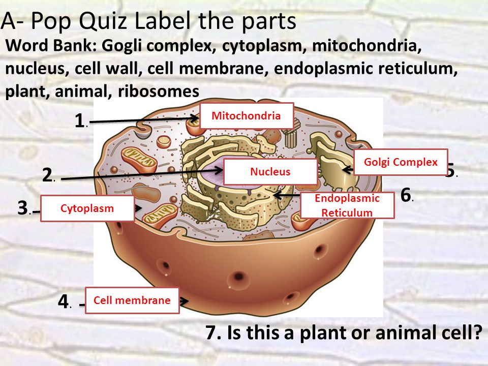 Write to Learn: Plant vs Animal Cells Complete write to learn and quiz  during the video Explain the difference between a plant cell and animal. -  ppt download