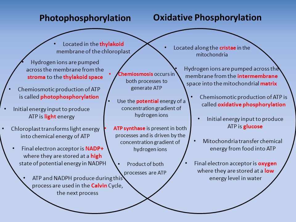 mitochondria vs chloroplast venn diagram magdalene project org venn diagram of mitochondria and chloroplasts