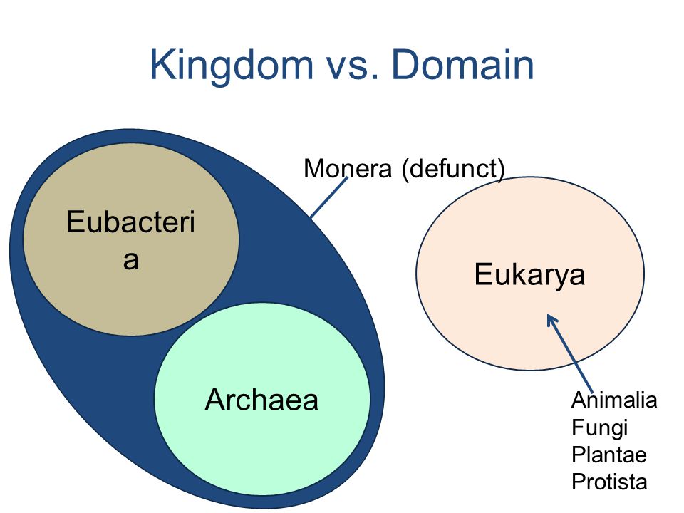 Eubacteri a Archaea Eukarya Animalia Fungi Plantae Protista Monera (defunct) Kingdom vs. Domain