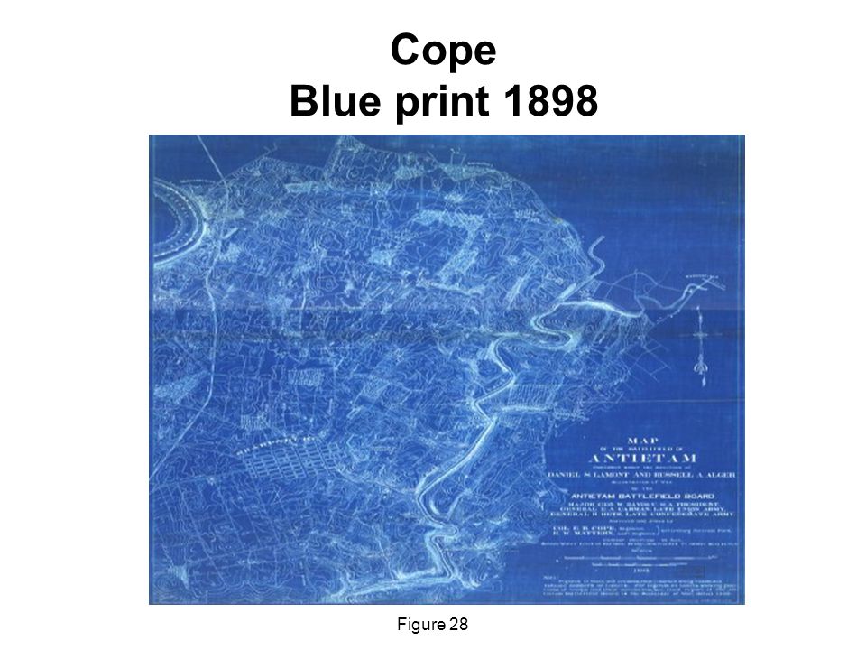 Cope Blue print 1898 Figure 28