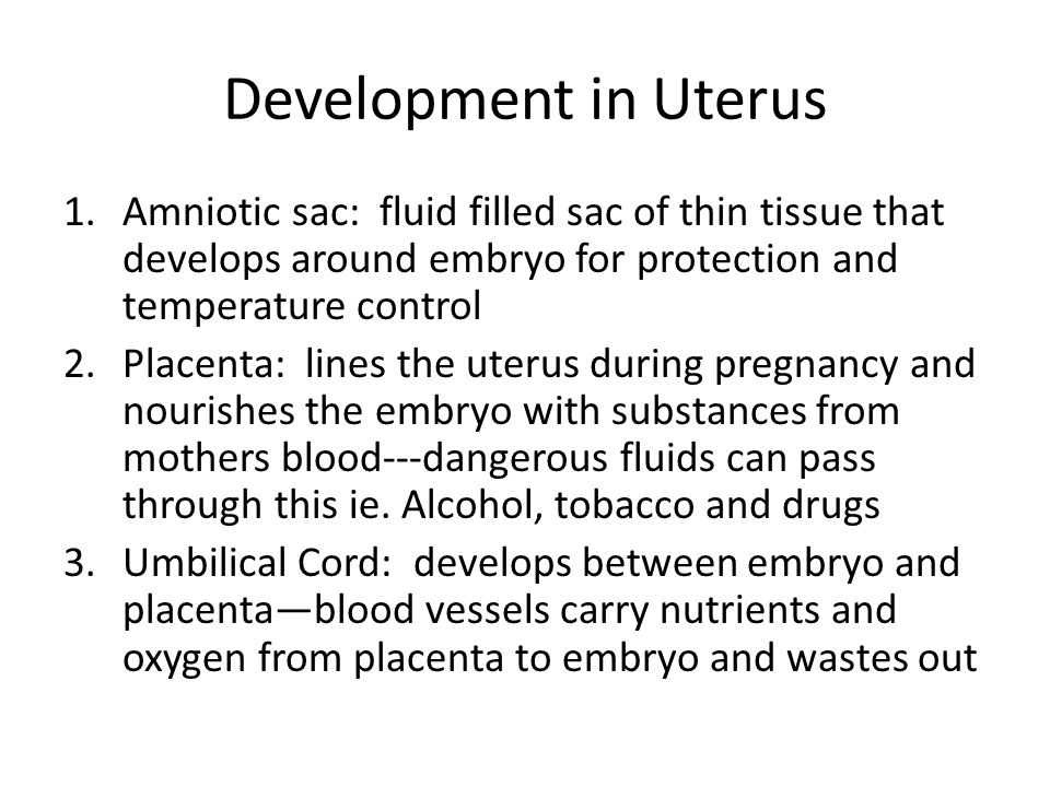 Development in Uterus 1.Amniotic sac: fluid filled sac of thin tissue that develops around embryo for protection and temperature control 2.Placenta: lines the uterus during pregnancy and nourishes the embryo with substances from mothers blood---dangerous fluids can pass through this ie.