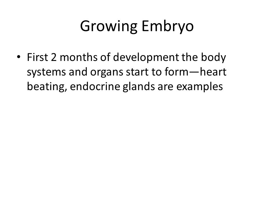 Growing Embryo First 2 months of development the body systems and organs start to form—heart beating, endocrine glands are examples
