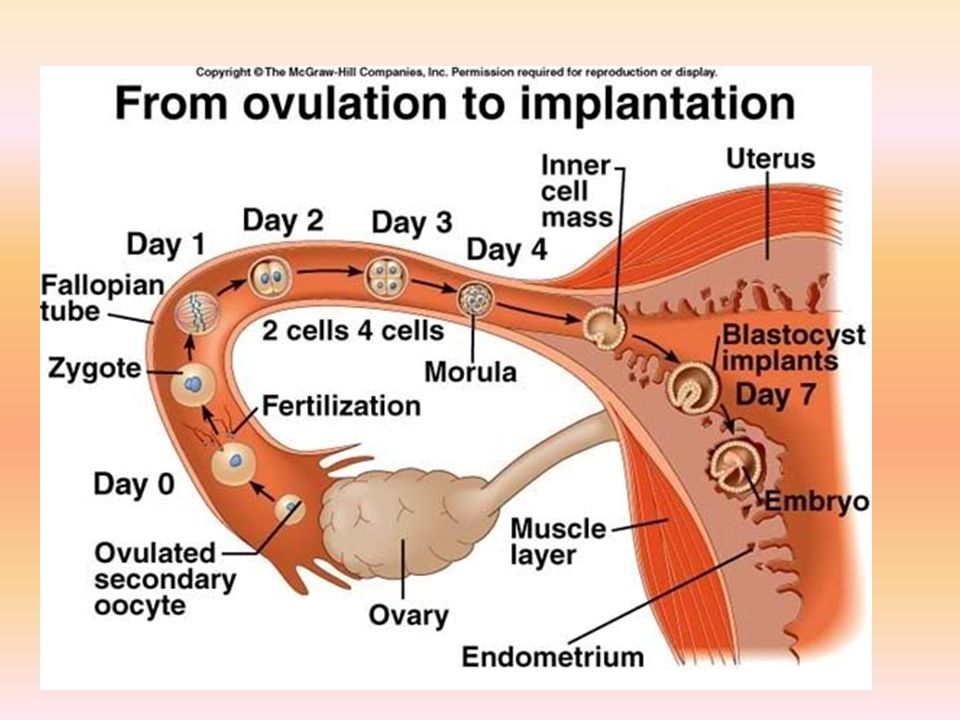 Экстренная овуляция. Процесс оплодотворения яйцеклетки. Схема зачатия. Процесс овуляции и оплодотворение. Процесс оплодотворения яйцеклетки по дням.