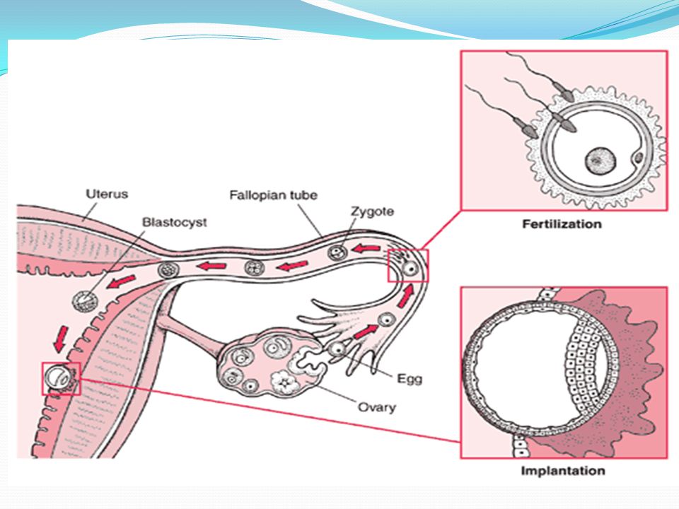 process of conception to implantation