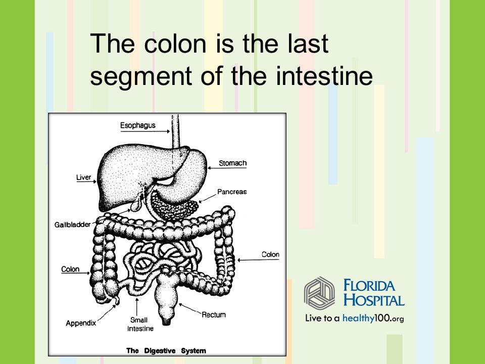 The colon is the last segment of the intestine