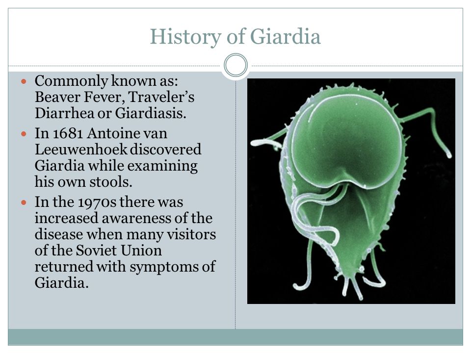 Giardia-fertőzés (giardiasis)