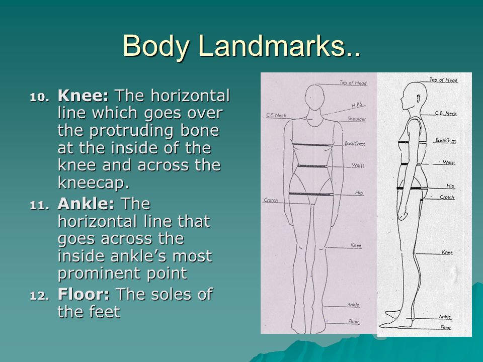 Some of the major body measurement landmarks.