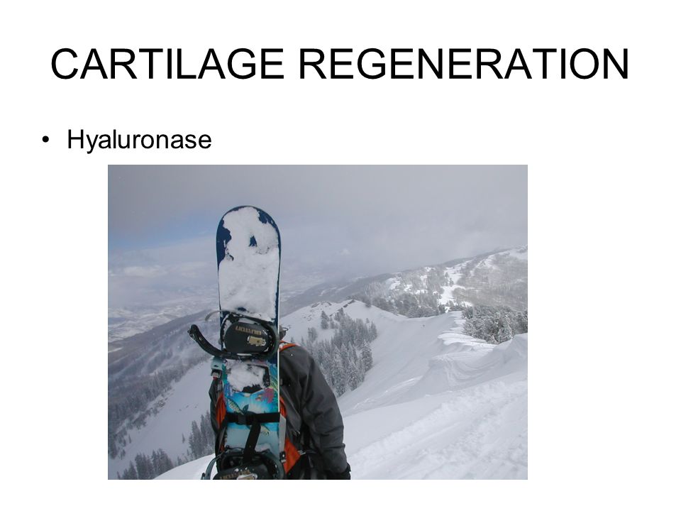 CARTILAGE REGENERATION Hyaluronase