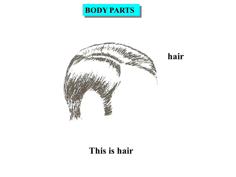 Head This is a head BODY PARTS. hair This is hair BODY PARTS. - ppt download