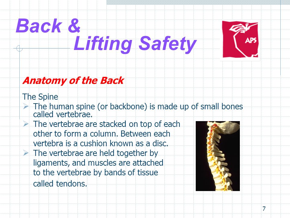 7 Back & Lifting Safety Anatomy of the Back The Spine  The human spine (or backbone) is made up of small bones called vertebrae.