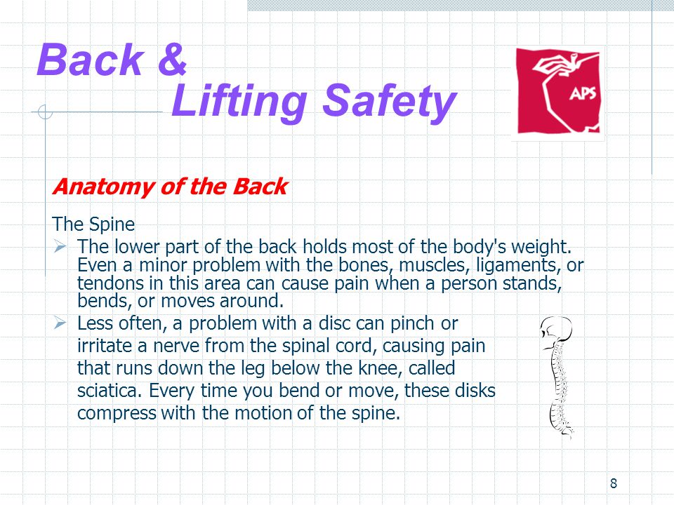 8 Back & Lifting Safety Anatomy of the Back The Spine  The lower part of the back holds most of the body s weight.