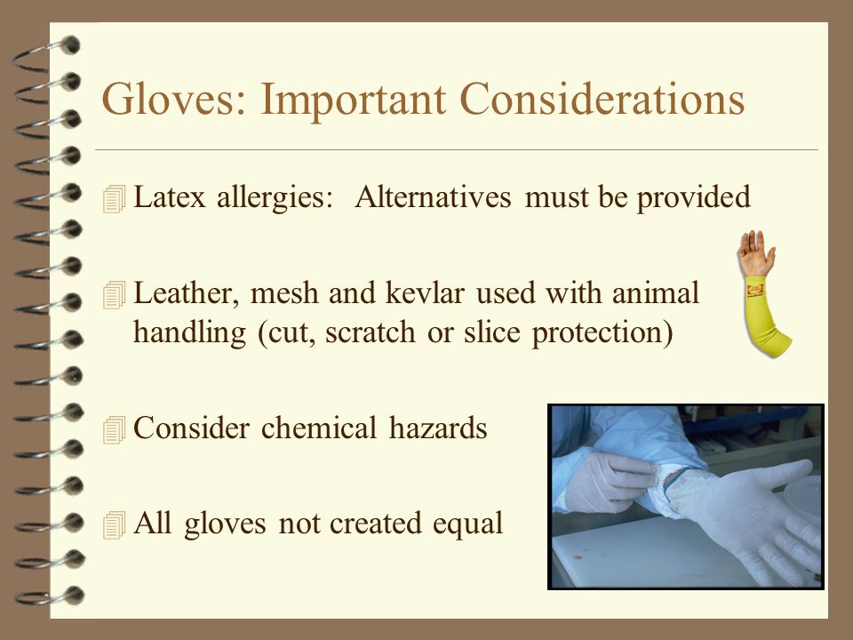 Gloves: Important Considerations 4 Latex allergies: Alternatives must be provided 4 Leather, mesh and kevlar used with animal handling (cut, scratch or slice protection) 4 Consider chemical hazards 4 All gloves not created equal
