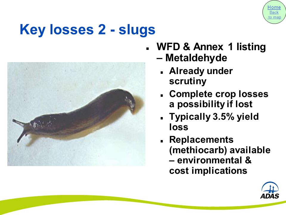 Key losses 2 - slugs WFD & Annex 1 listing – Metaldehyde Already under scrutiny Complete crop losses a possibility if lost Typically 3.5% yield loss Replacements (methiocarb) available – environmental & cost implications Home Back to map