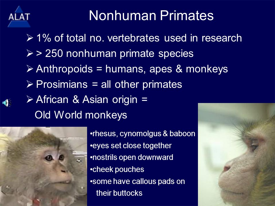 Chapter Twenty Four Nonhuman Primates If Viewing This In Powerpoint Use The Icon To Run The Show Bottom Left Of Screen Mac Users Go To Slide Ppt Download