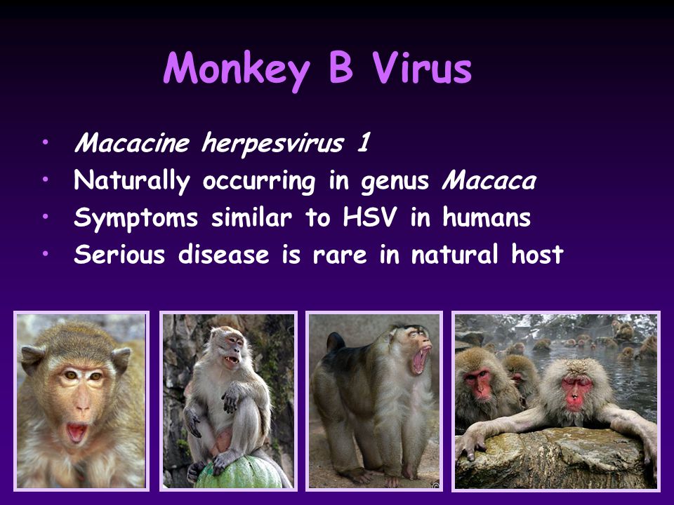 Efficacy Of Topical Drug Therapy For Monkey B Virus Exposure R Eberle Center For Veterinary Health Sciences Oklahoma State University Stillwater Ok Ppt Download