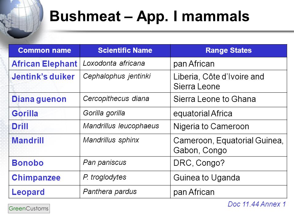 Bushmeat – App.