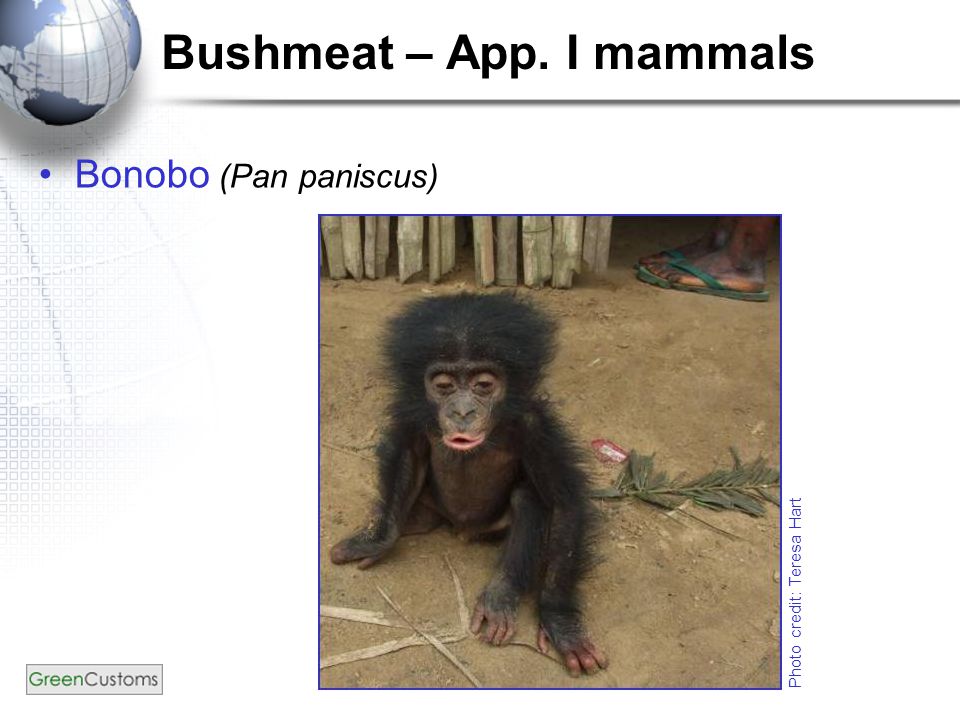 Bushmeat – App. I mammals Bonobo (Pan paniscus) Photo credit: Teresa Hart
