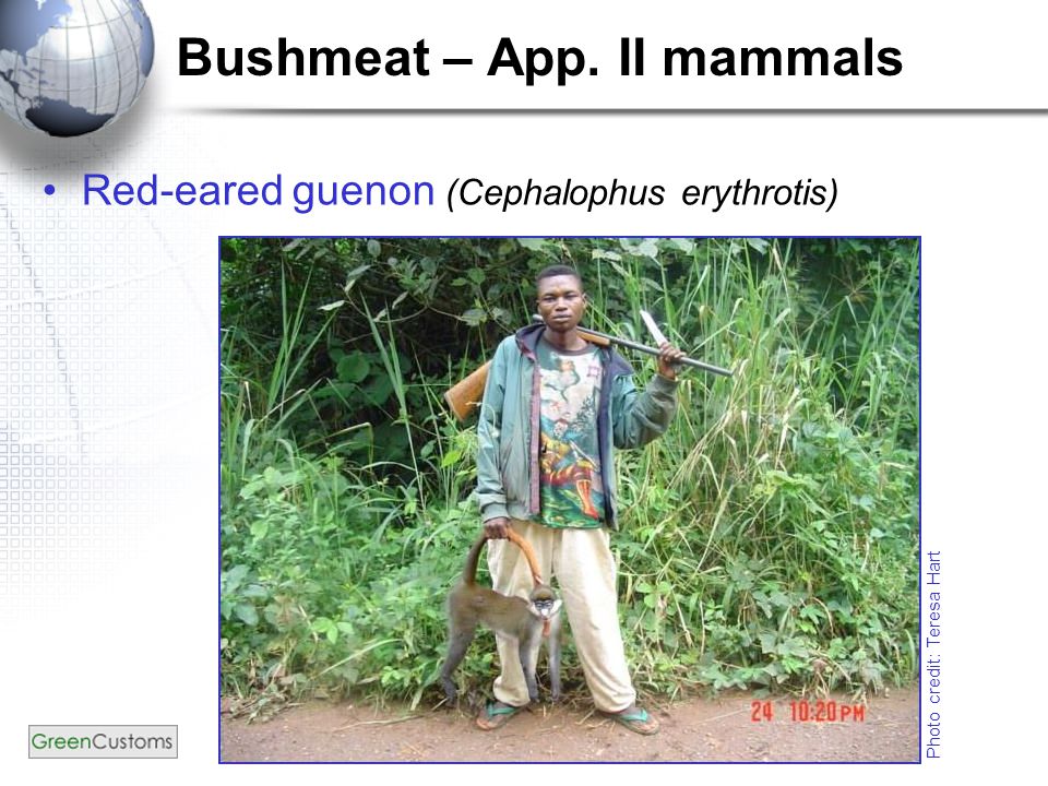Bushmeat – App. II mammals Red-eared guenon (Cephalophus erythrotis) Photo credit: Teresa Hart