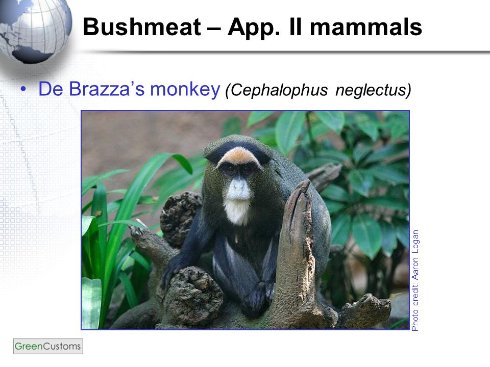 Bushmeat – App. II mammals De Brazza’s monkey (Cephalophus neglectus) Photo credit: Aaron Logan