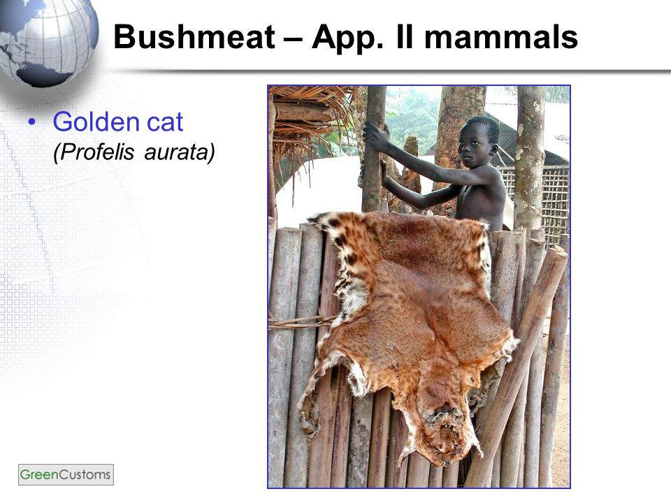 Bushmeat – App. II mammals Golden cat (Profelis aurata)