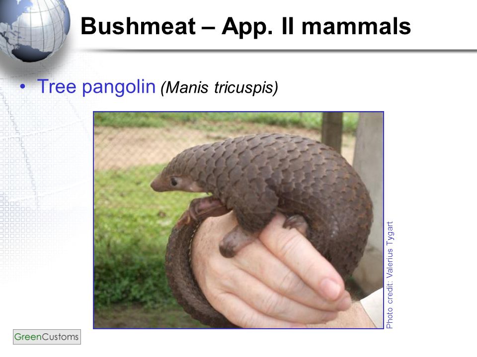 Bushmeat – App. II mammals Tree pangolin (Manis tricuspis) Photo credit: Valerius Tygart