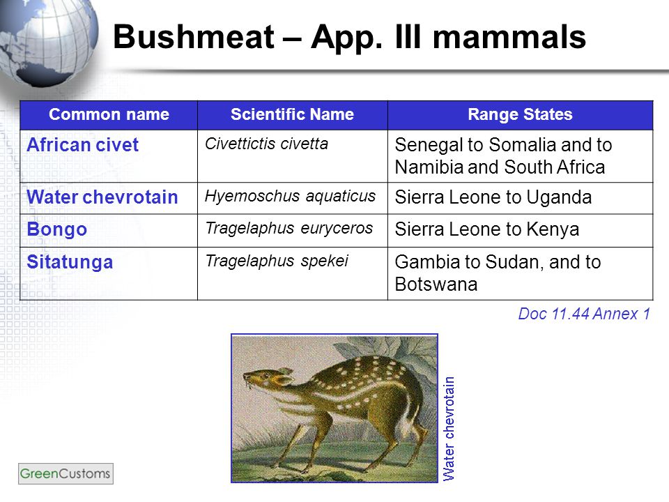 Bushmeat – App.