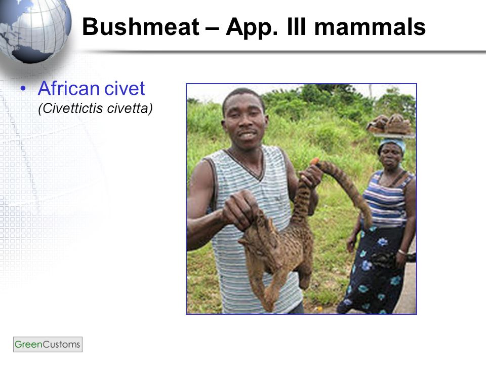 Bushmeat – App. III mammals African civet (Civettictis civetta)