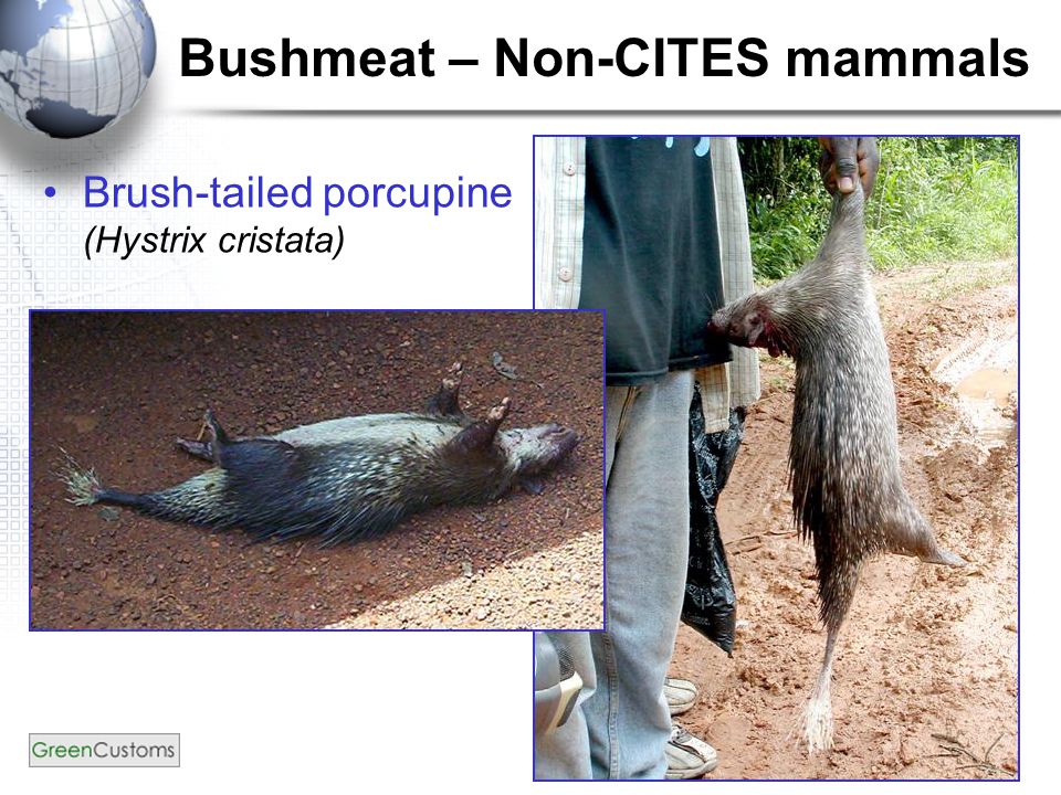 Bushmeat – Non-CITES mammals Brush-tailed porcupine (Hystrix cristata)