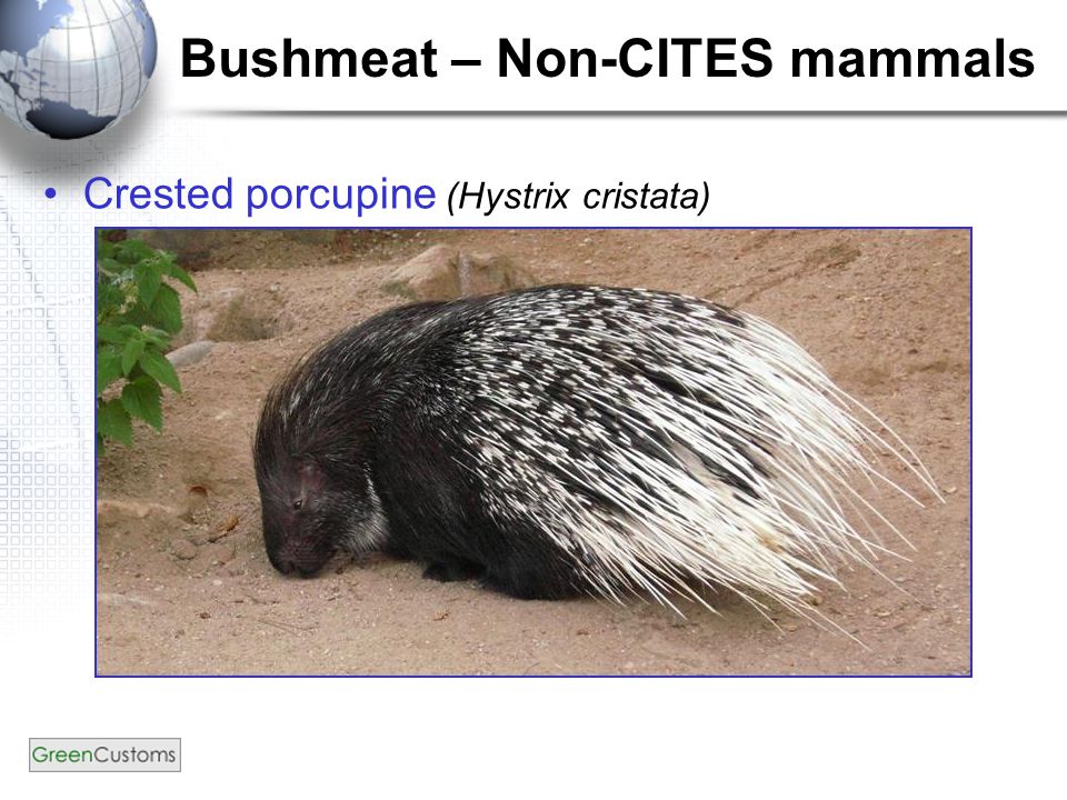 Bushmeat – Non-CITES mammals Crested porcupine (Hystrix cristata)