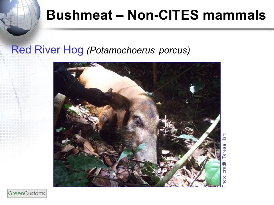 Bushmeat – Non-CITES mammals Red River Hog (Potamochoerus porcus) Photo credit: Teresa Hart