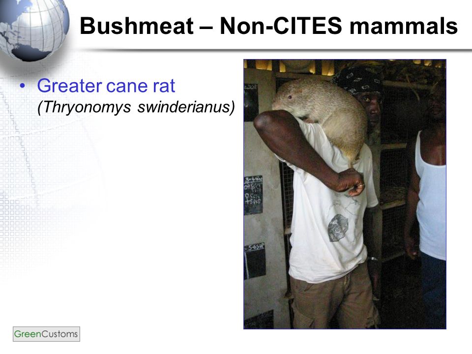 Bushmeat – Non-CITES mammals Greater cane rat (Thryonomys swinderianus)