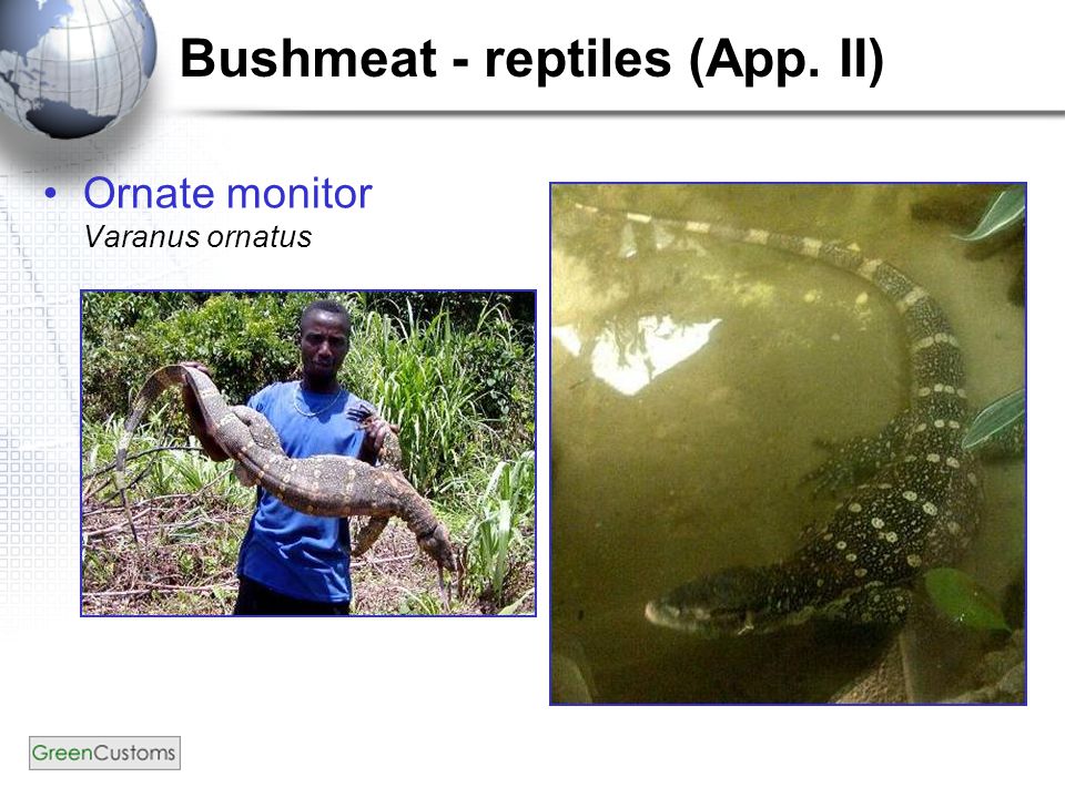 Bushmeat - reptiles (App. II) Ornate monitor Varanus ornatus
