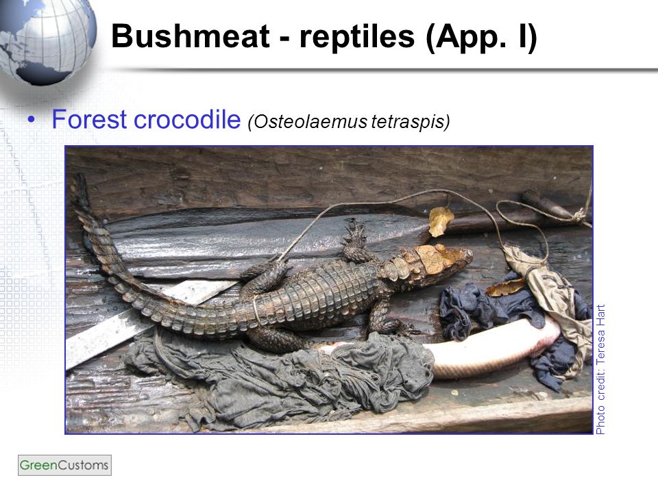 Bushmeat - reptiles (App. I) Forest crocodile (Osteolaemus tetraspis) Photo credit: Teresa Hart