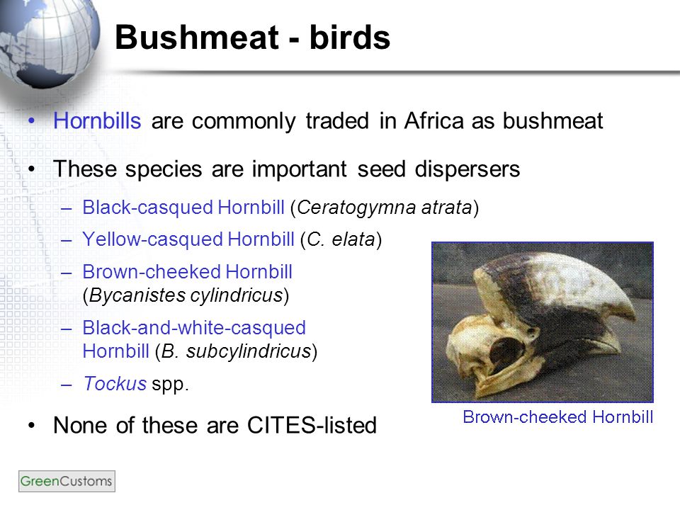 Bushmeat - birds Hornbills are commonly traded in Africa as bushmeat These species are important seed dispersers –Black-casqued Hornbill (Ceratogymna atrata) –Yellow-casqued Hornbill (C.