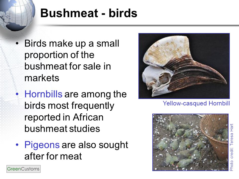Birds make up a small proportion of the bushmeat for sale in markets Hornbills are among the birds most frequently reported in African bushmeat studies Pigeons are also sought after for meat Yellow-casqued Hornbill Bushmeat - birds Photo credit: Teresa Hart