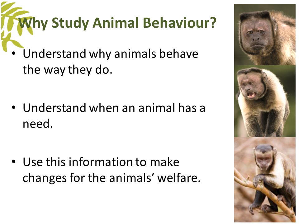 Measuring Behaviour. Learning Outcomes Background Define animal behaviour  and discuss what causes it. Understand why we study animal behaviour.  Measuring. - ppt download