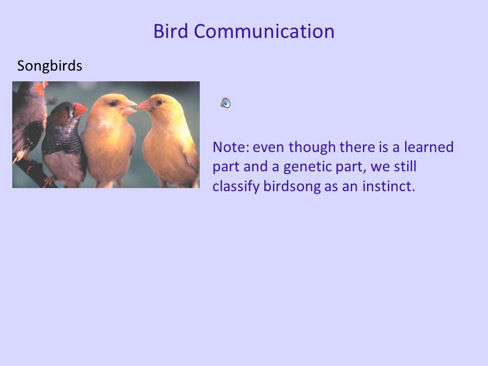 Bird Communication Songbirds Males use songs to attract and acquire mates (fairly clear intentionality).