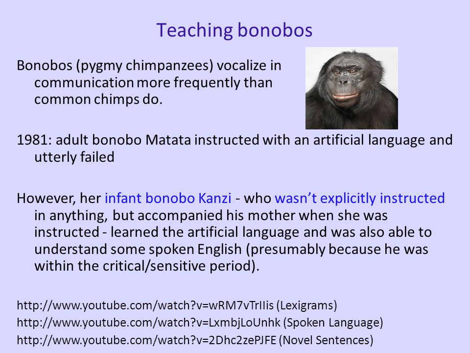 Teaching bonobos   Total length = 17:25, look at 2:32 - 7:32 especially