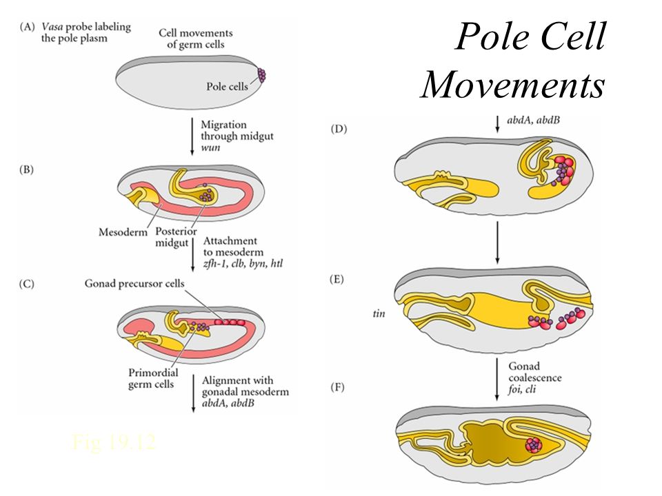 Этапы движения клетки. Gametogenesis presentation.