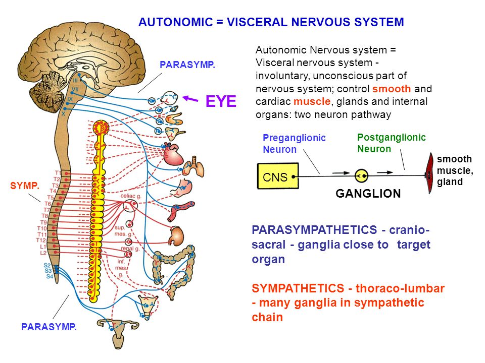 Регулирует работу внутренних органов какая нервная система. Вегетативная нервная система человека анатомия. Autonomic nervous System. Вегетативной нервной системы ppt. Вегетативная нервная система схема иннервации органов.