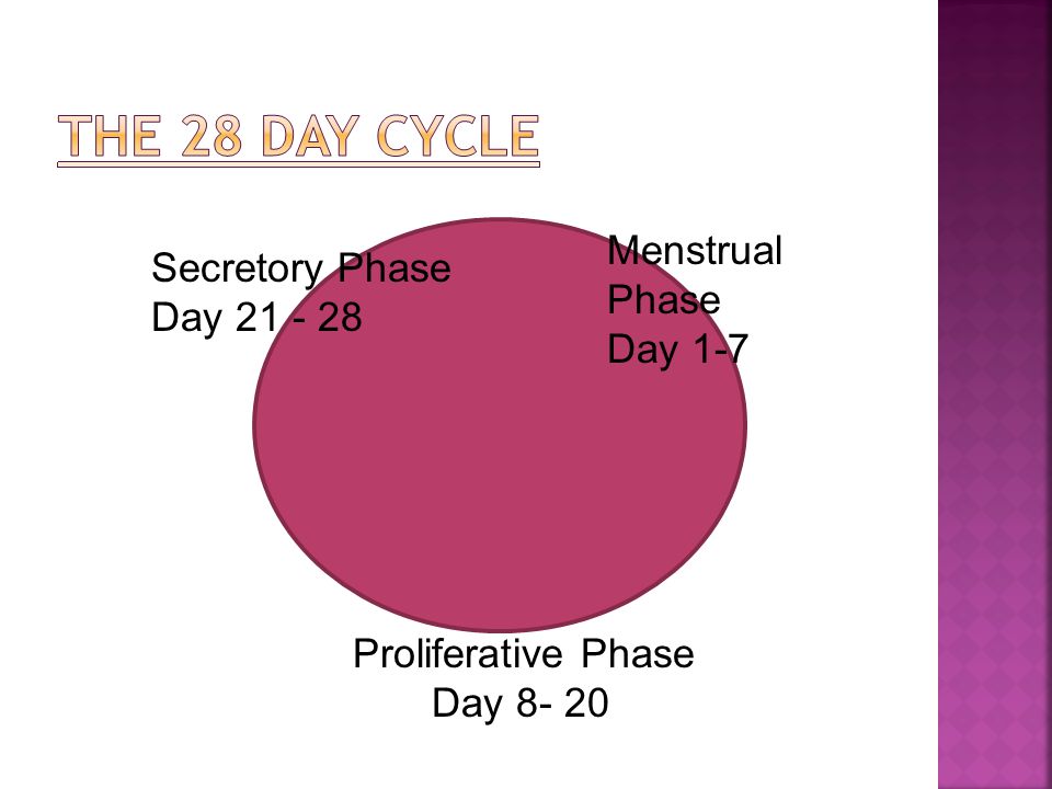 Menstrual Phase Day 1-7 Proliferative Phase Day Secretory Phase Day