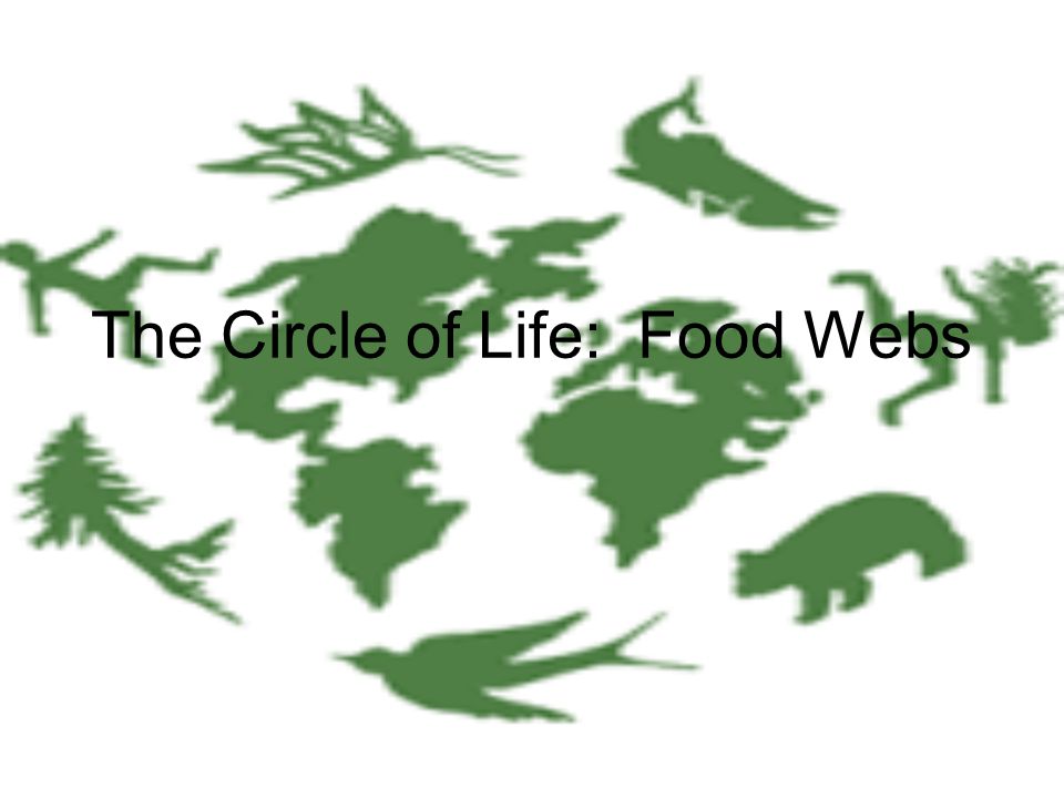 The Circle of Life: Food Webs