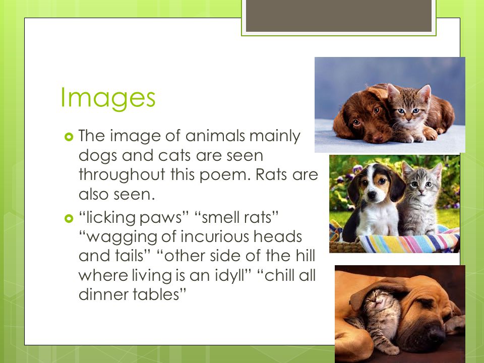 Images  The image of animals mainly dogs and cats are seen throughout this poem.