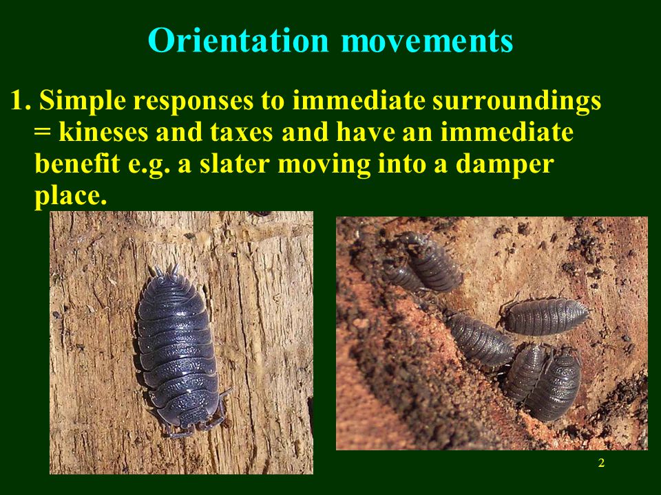 1 Animal Orientation KinesesTaxes MigrationHoming. - ppt download